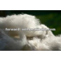 Tibet cashmere fiber,dehaired cashmere fiber